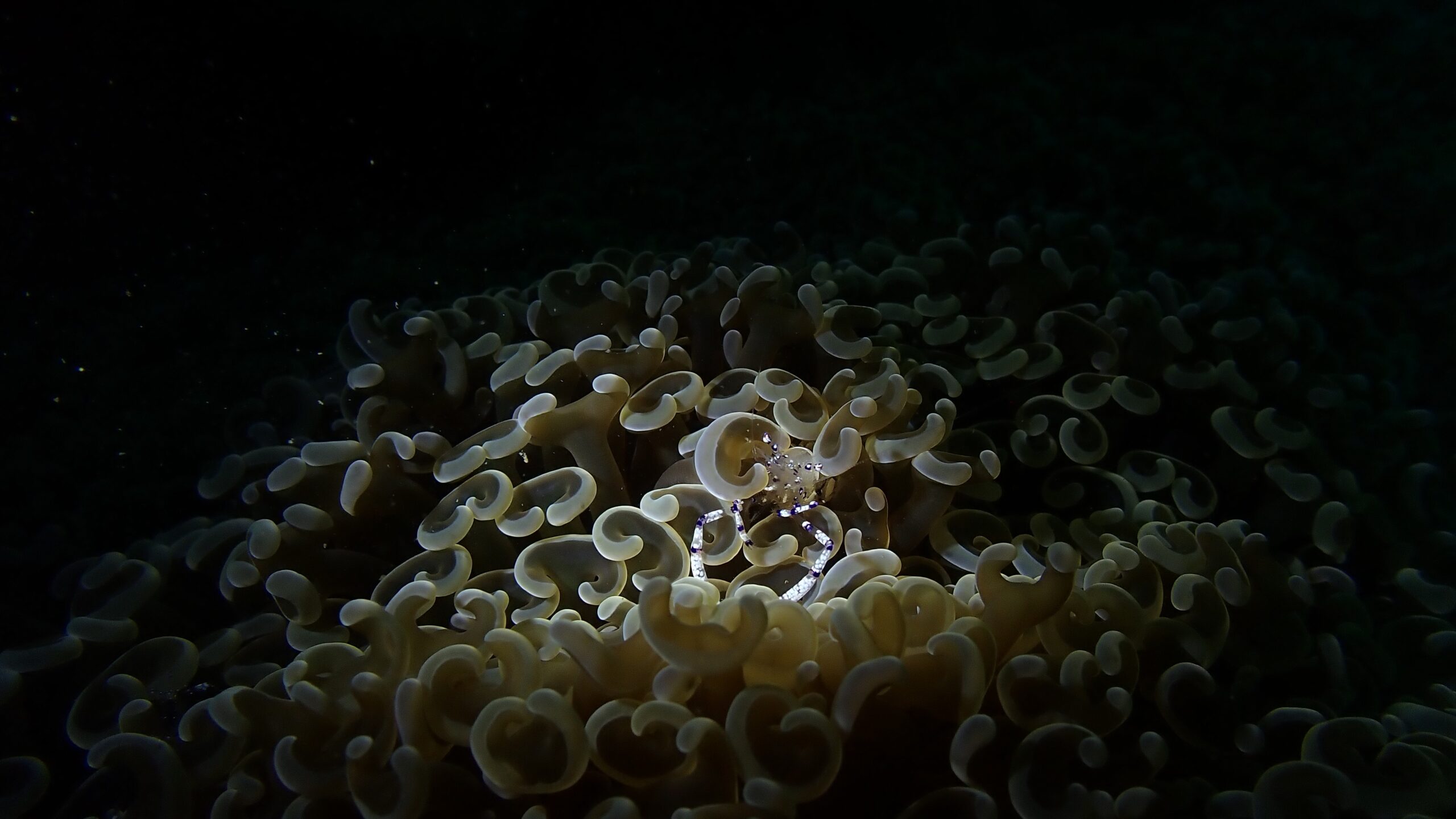 Dive Locations in Lombok