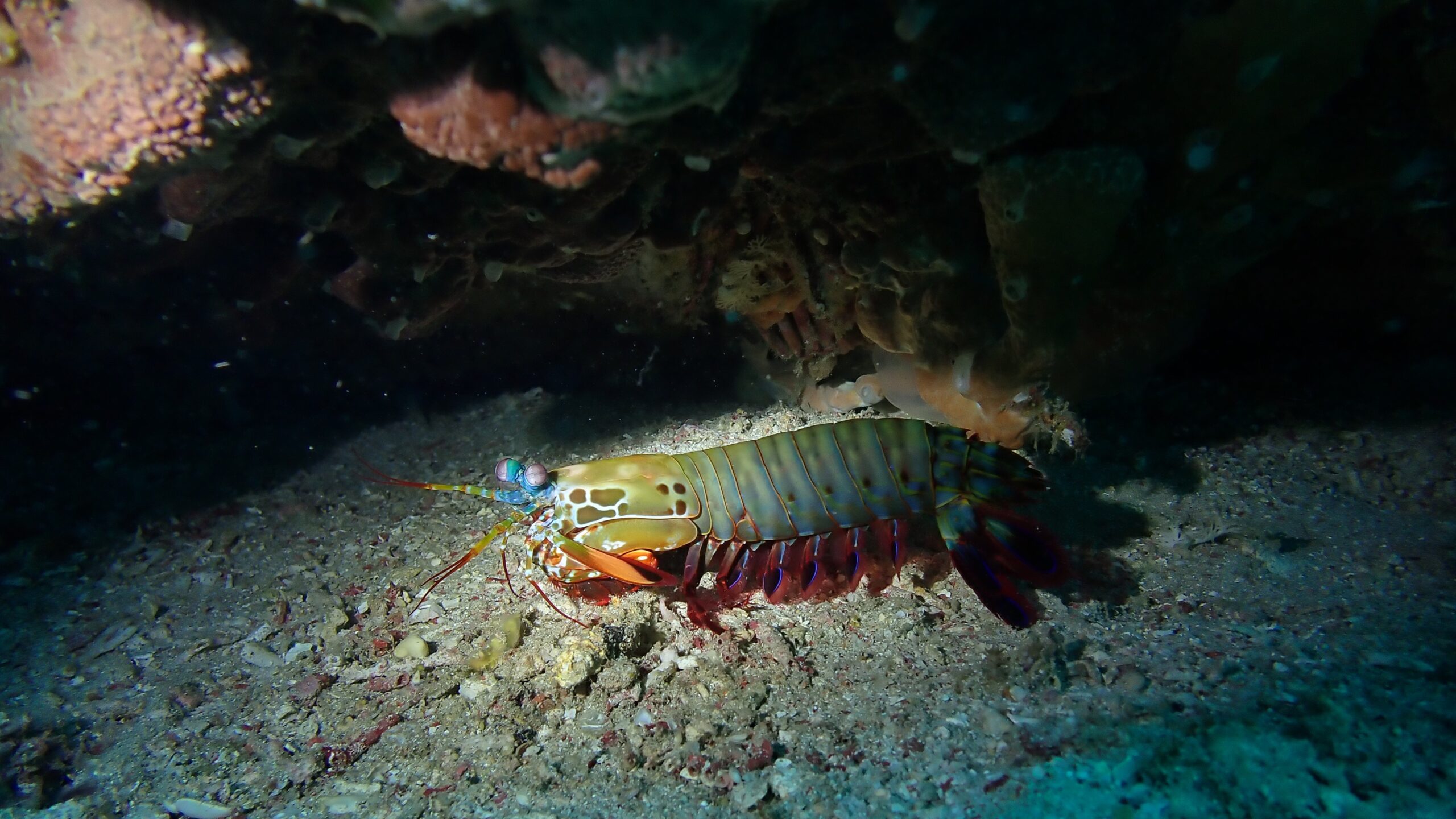 Dive Activities in Lombok