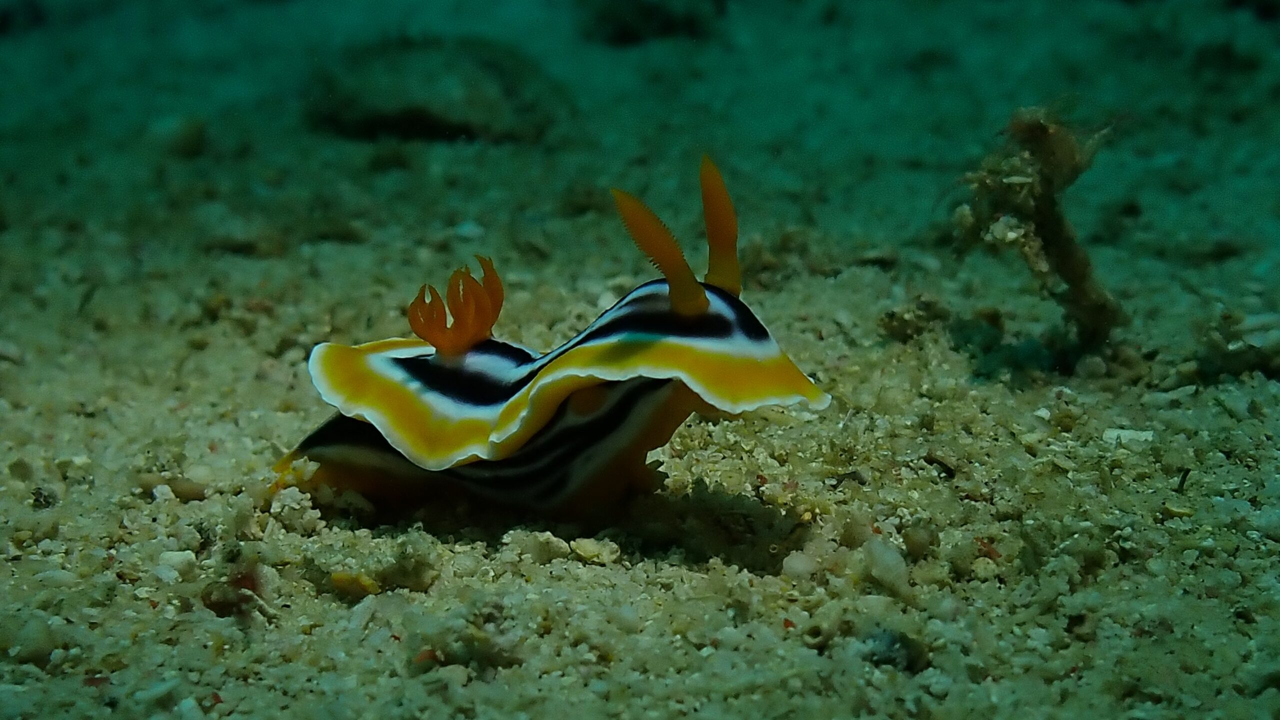 Dive and Stay in Lombok